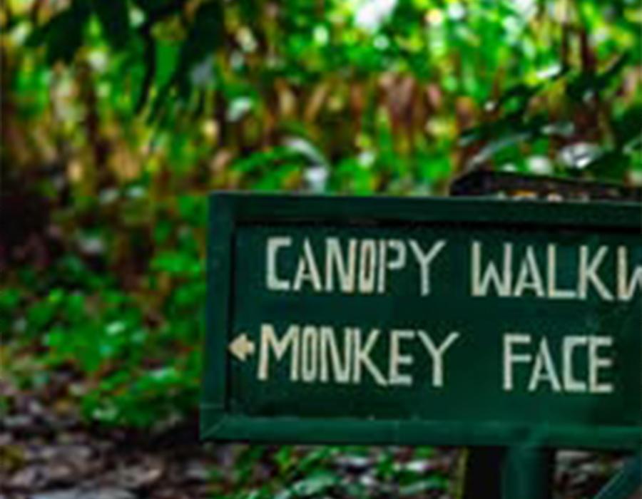 Canopy Walkway